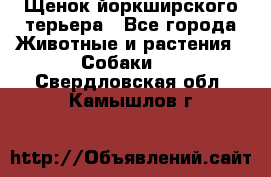 Щенок йоркширского терьера - Все города Животные и растения » Собаки   . Свердловская обл.,Камышлов г.